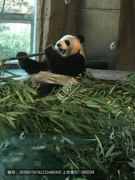 熊貓