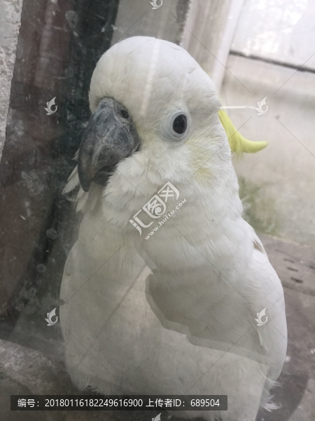 鸚鵡