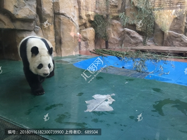 熊貓