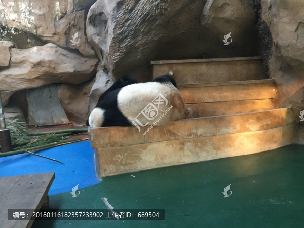 熊貓