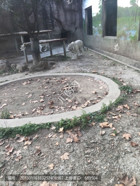 虎
