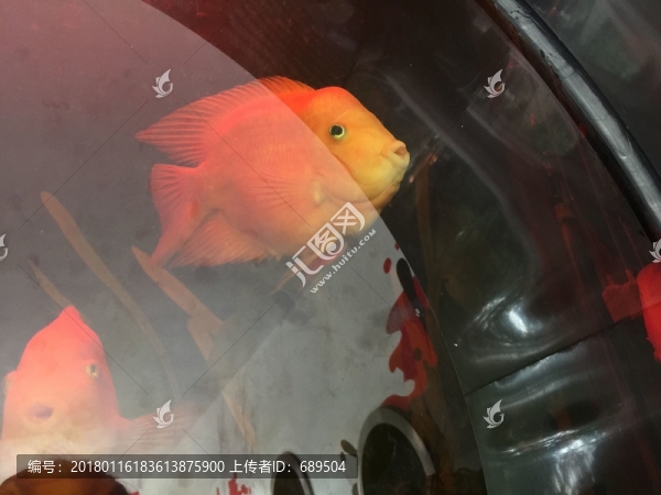 魚