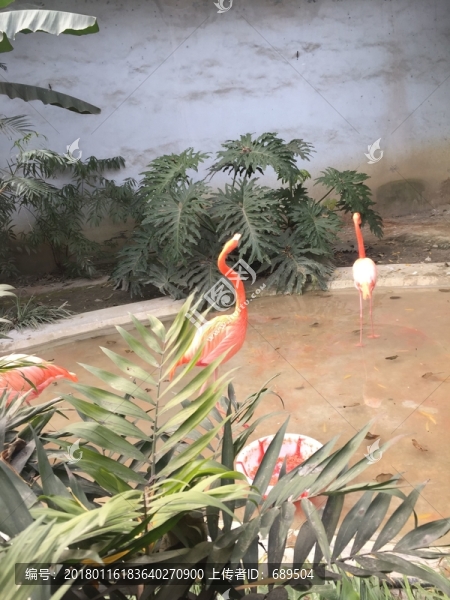 火烈鳥(niǎo)