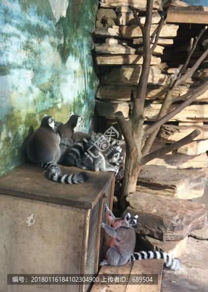 猴