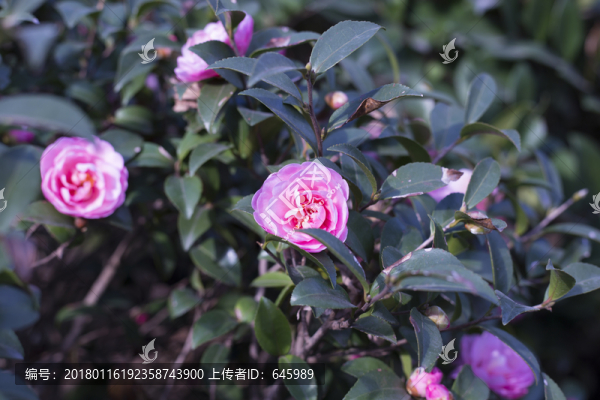茶花