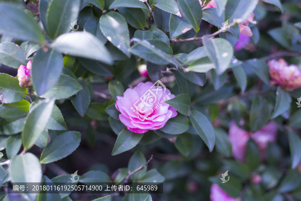 茶花