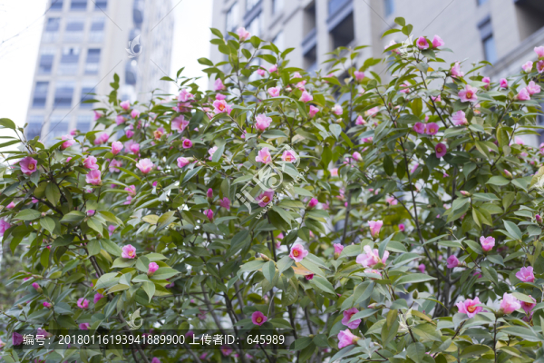 茶花