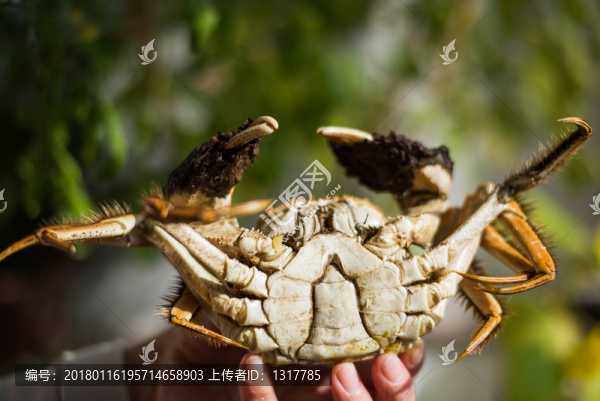 大閘蟹
