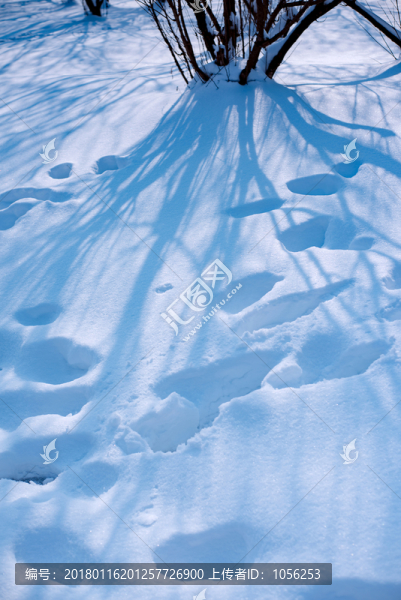 雪地