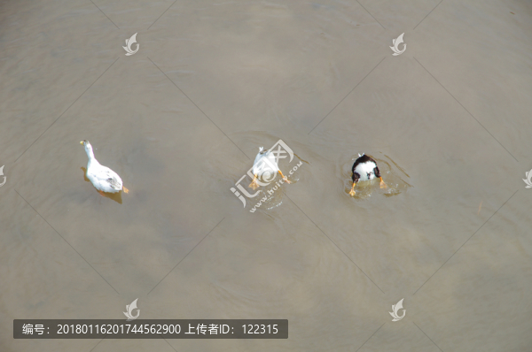 戲水