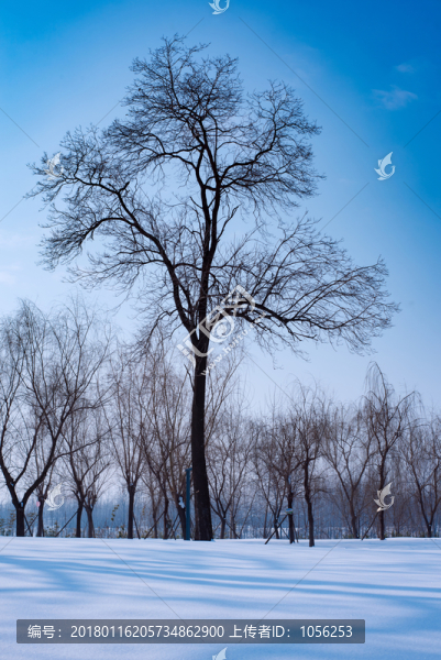 雪景