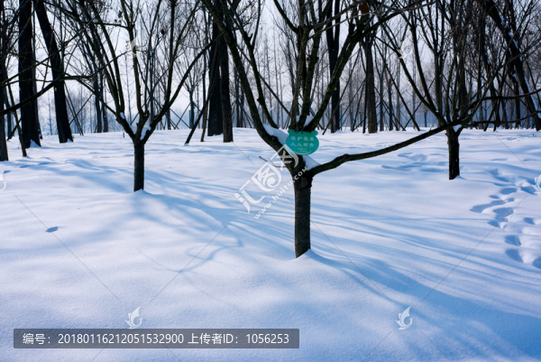 雪景