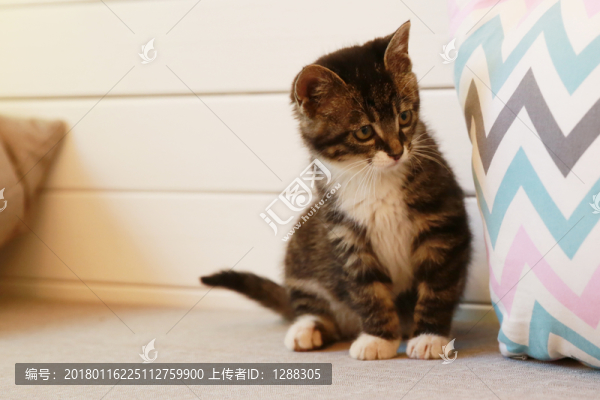 咖啡店的貓