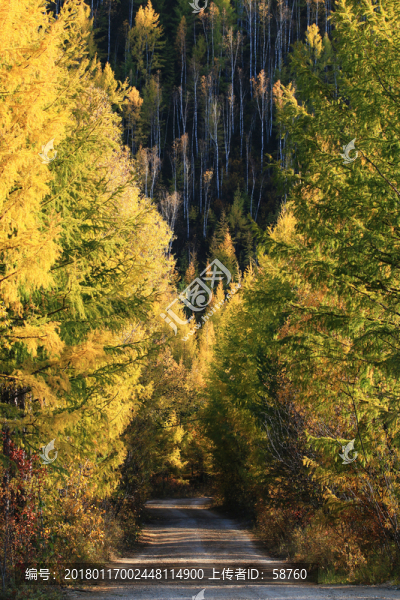 秋林小路風景