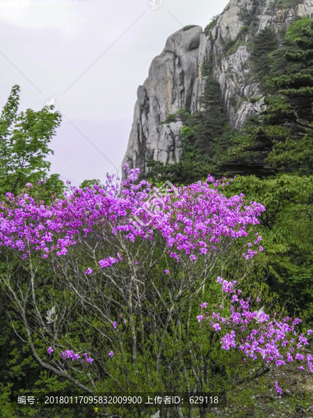 杜鵑