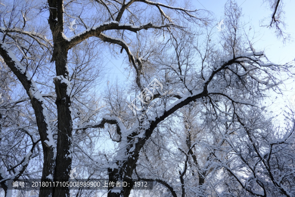 冬雪