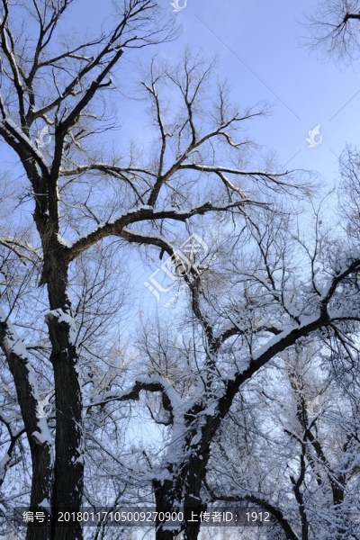 冬雪