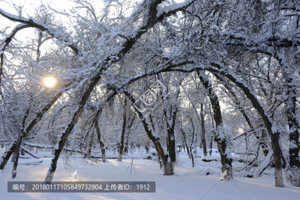 冬雪