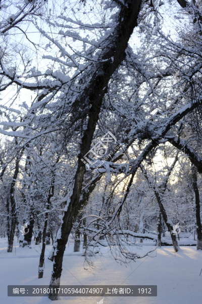 冬雪