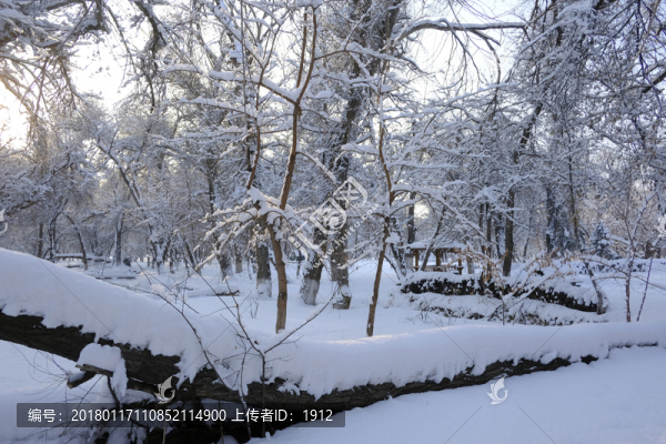 雪林