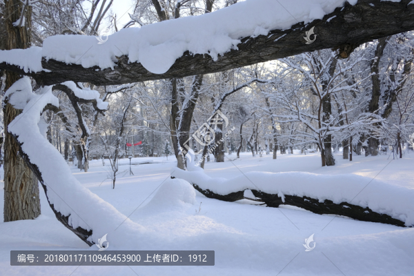 雪林