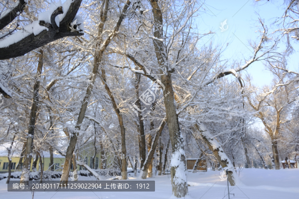 冬雪