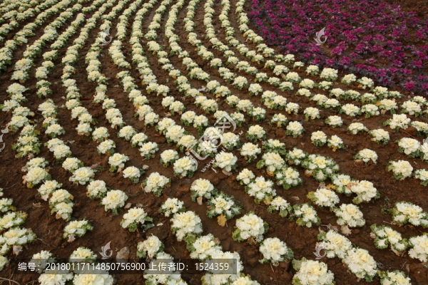 花草
