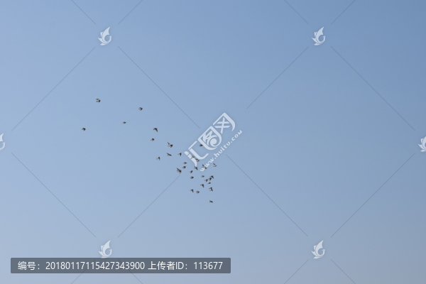 藍(lán)天上鴿子飛翔