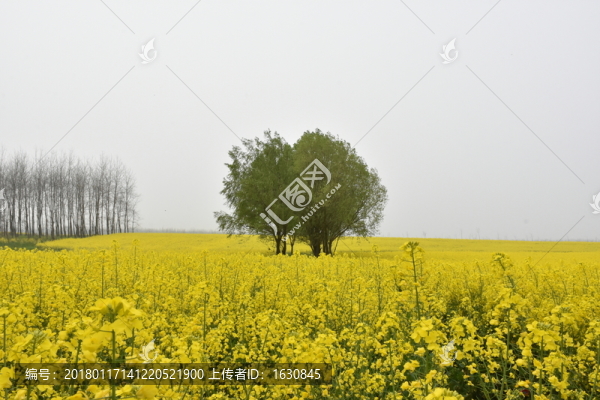 油菜花海