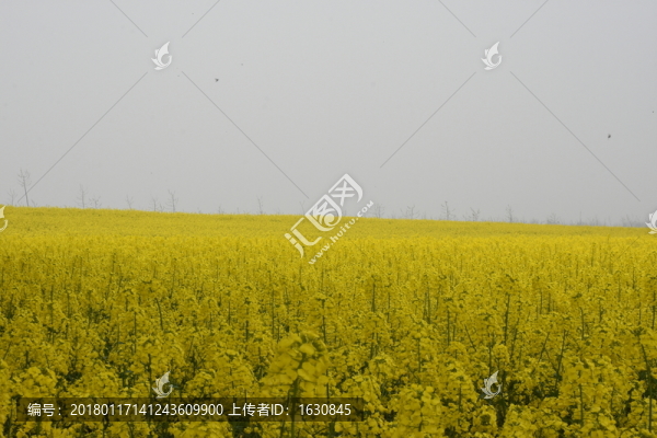 油菜花海