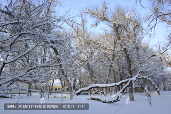 雪林