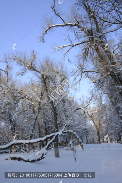 雪林