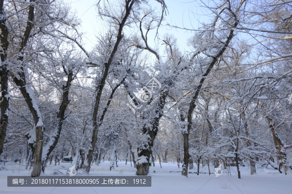 雪林