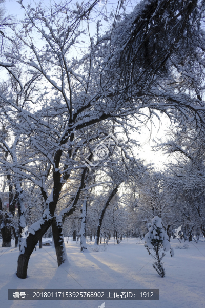 雪林