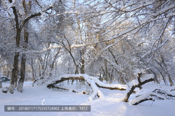 冬雪