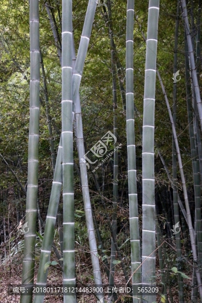 竹子
