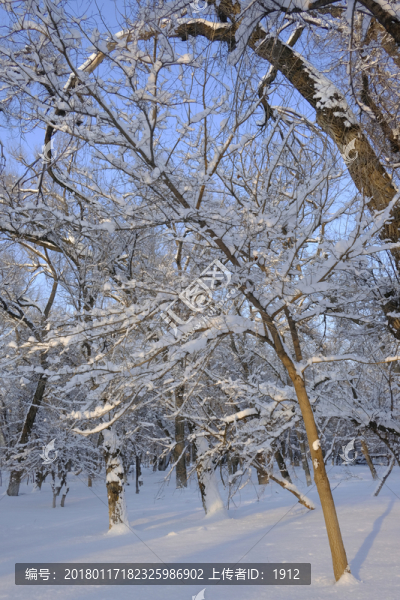 雪林
