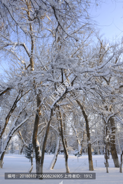 冬雪
