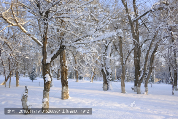 冬雪