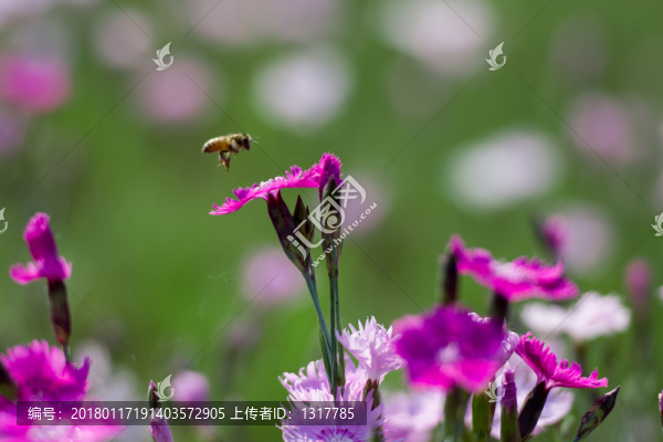 植物花草