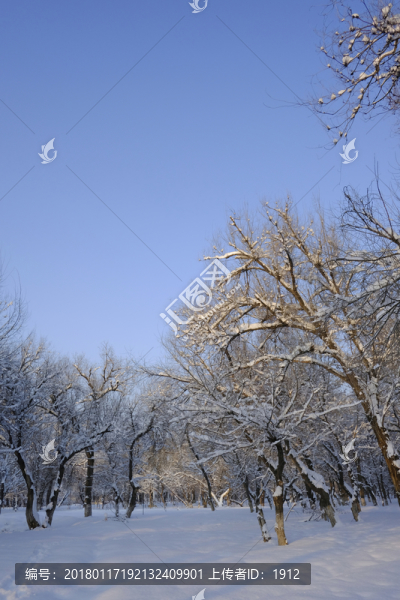 冬雪