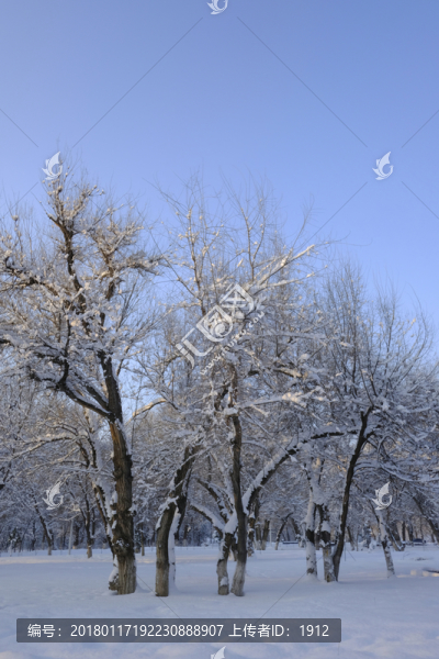 冬雪