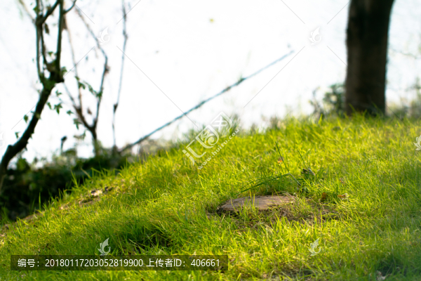 綠草地