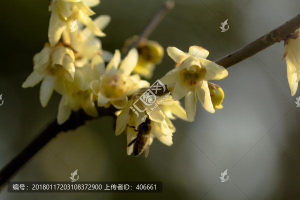 臘梅