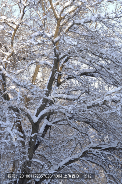 雪景