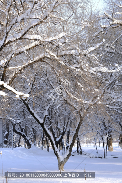 雪景