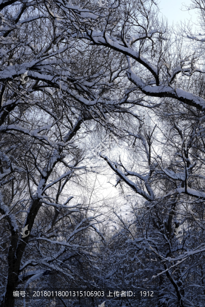 雪景