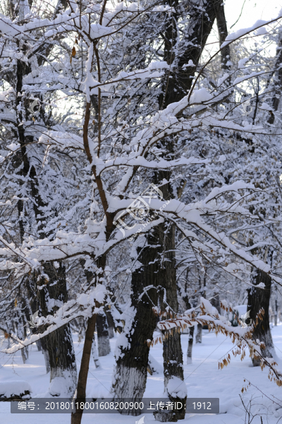 雪景