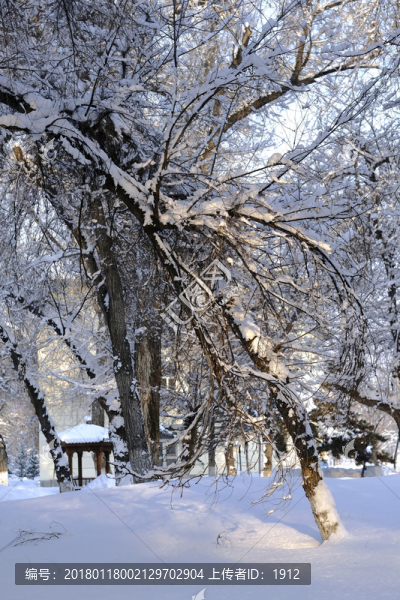 雪景