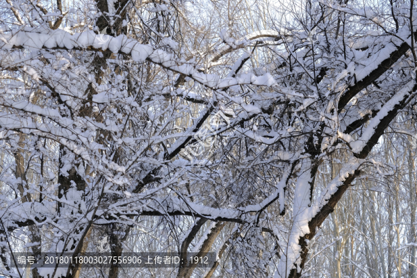 雪林